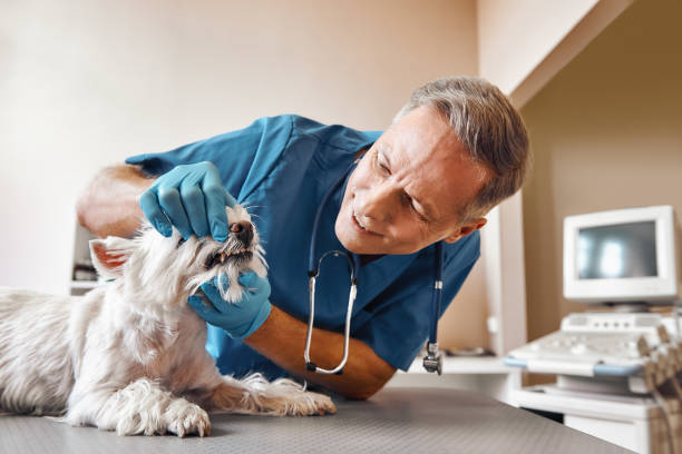Best Walk-In Emergency Dentist in Trucksville, PA